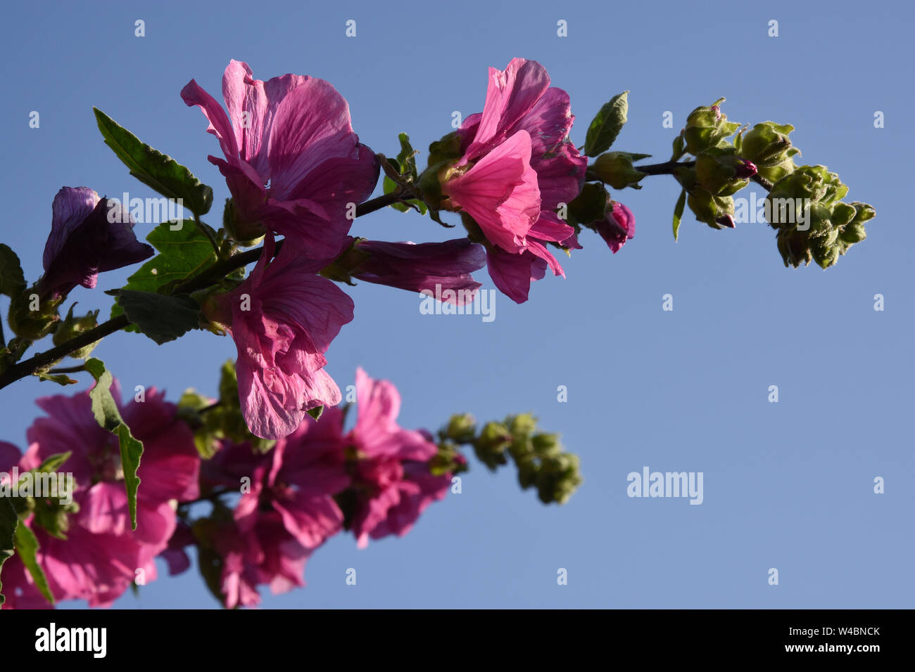 Mallow perennial plants.Herbaceous annual Stock Photo Alamy