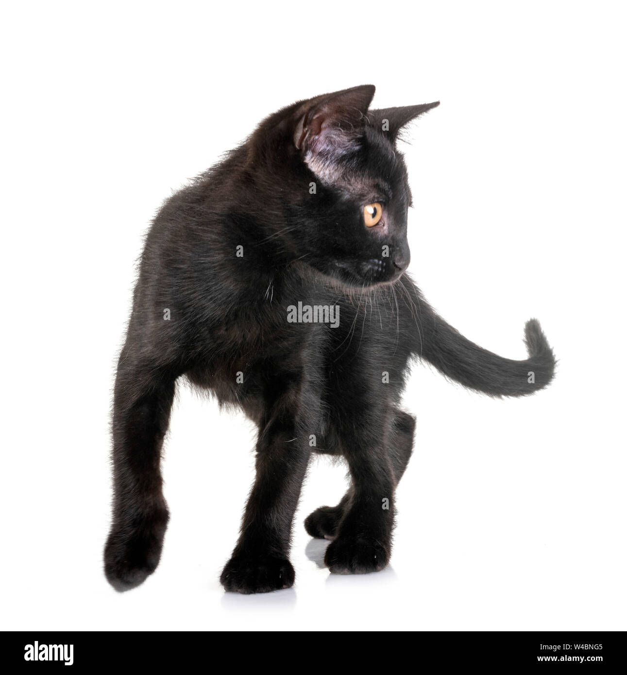 black kitten in front of white background Stock Photo - Alamy