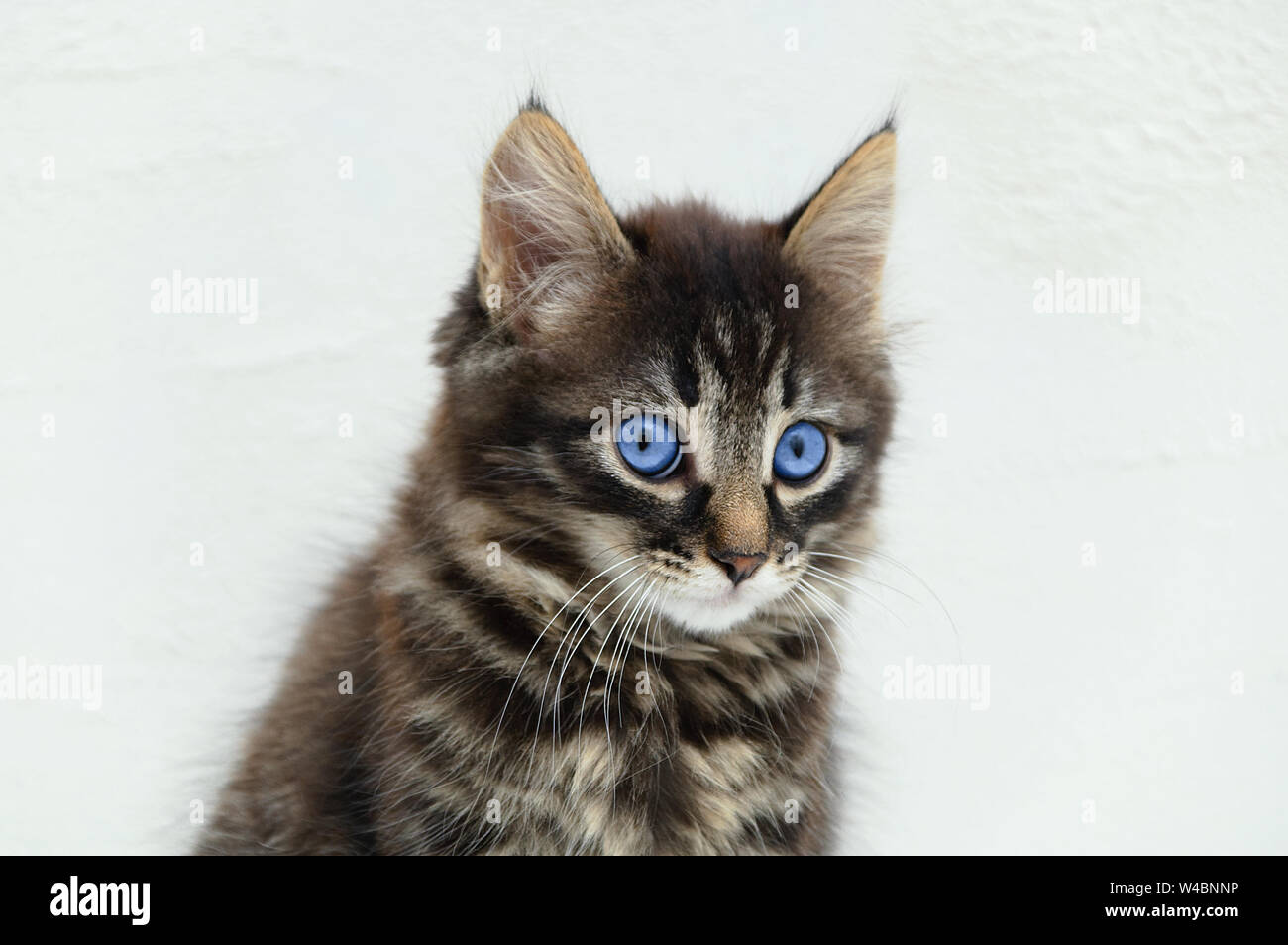 Portrait of a little kitten with blue eyes. Close-up. White background ...