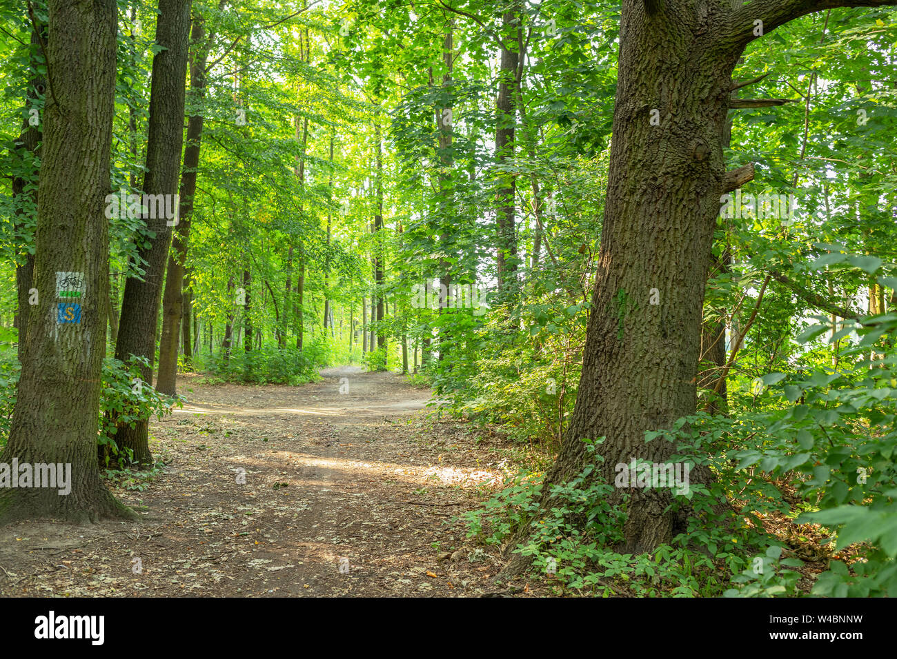 forest bike trails