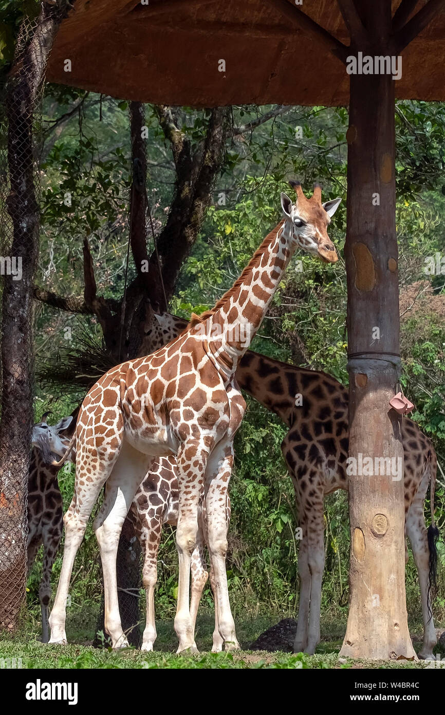 giraffe (Giraffa) is an African even-toed ungulate mammal, the tallest living terrestrial animal and the largest ruminant. Stock Photo