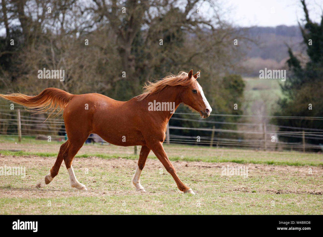 Horse Running In At A Rural Farm The Horses Are Looked After Naturally Allowing Them To Run Free Live In Open Fields And Are Without Horse Shoes Stock Photo Alamy