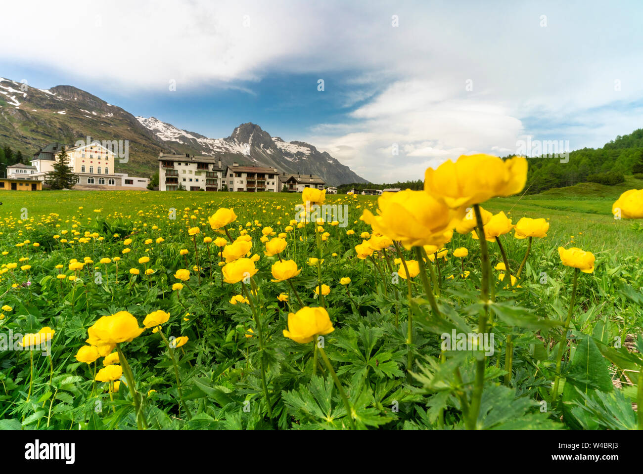Alpine village surrounded by fields of buttercup flowers in bloom, Maloja Pass, Engadin, canton of Graubunden, Switzerland Stock Photo