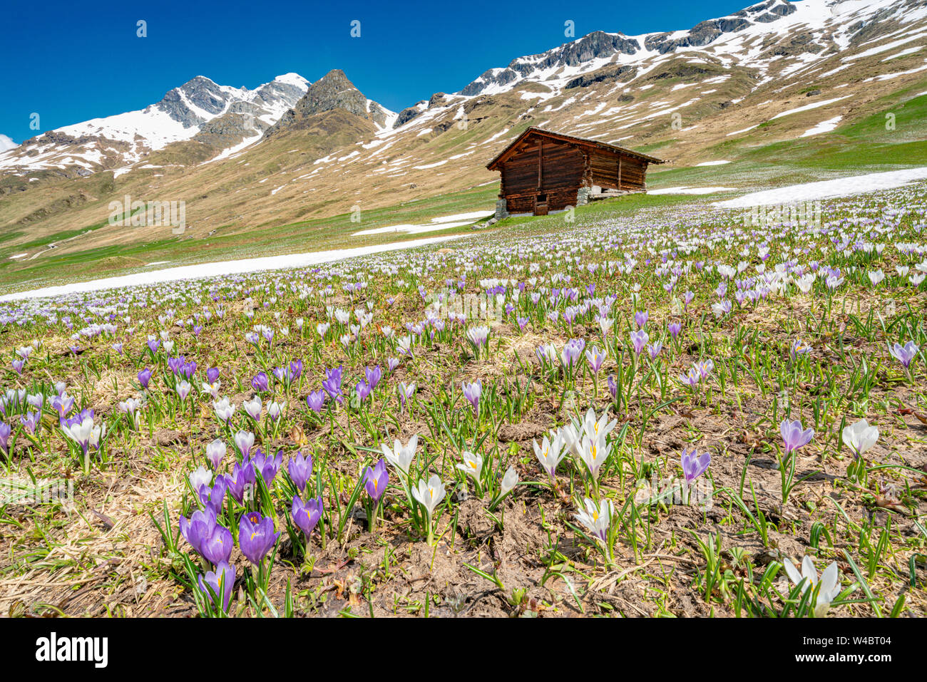 Flowering Crocus, Juf, Avers, Viamala Region, canton of Graubunden, Switzerland Stock Photo