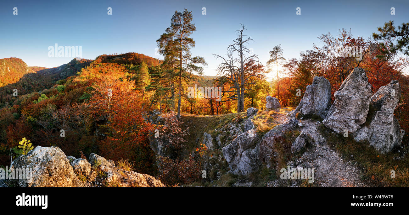 Panorama of a mixed forest at autumn sunny day Stock Photo