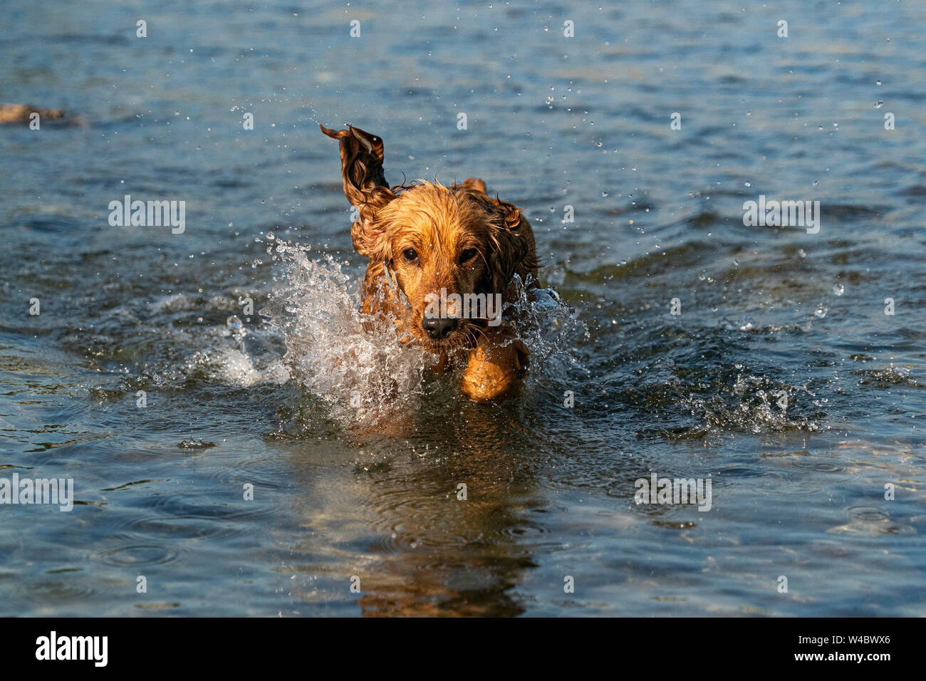 happy puppy dog cocker spaniel in the river running to you Stock Photo