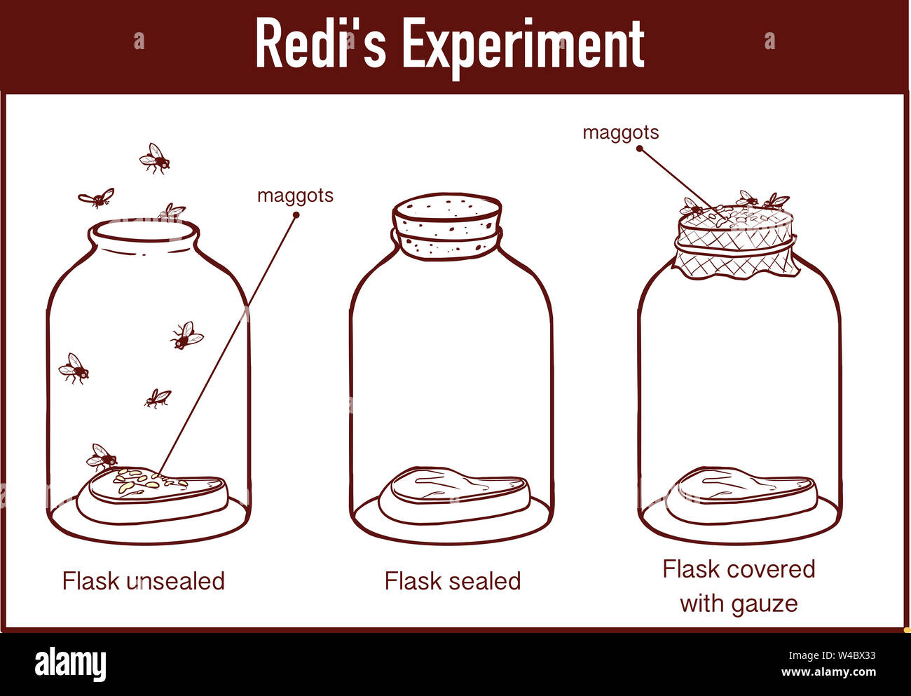 Francesco Redi 1668 experiment Stock Photo