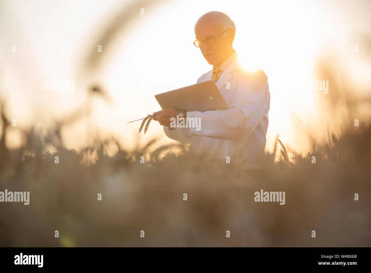 Man doing research on genetically modified grain in wheat field Stock Photo