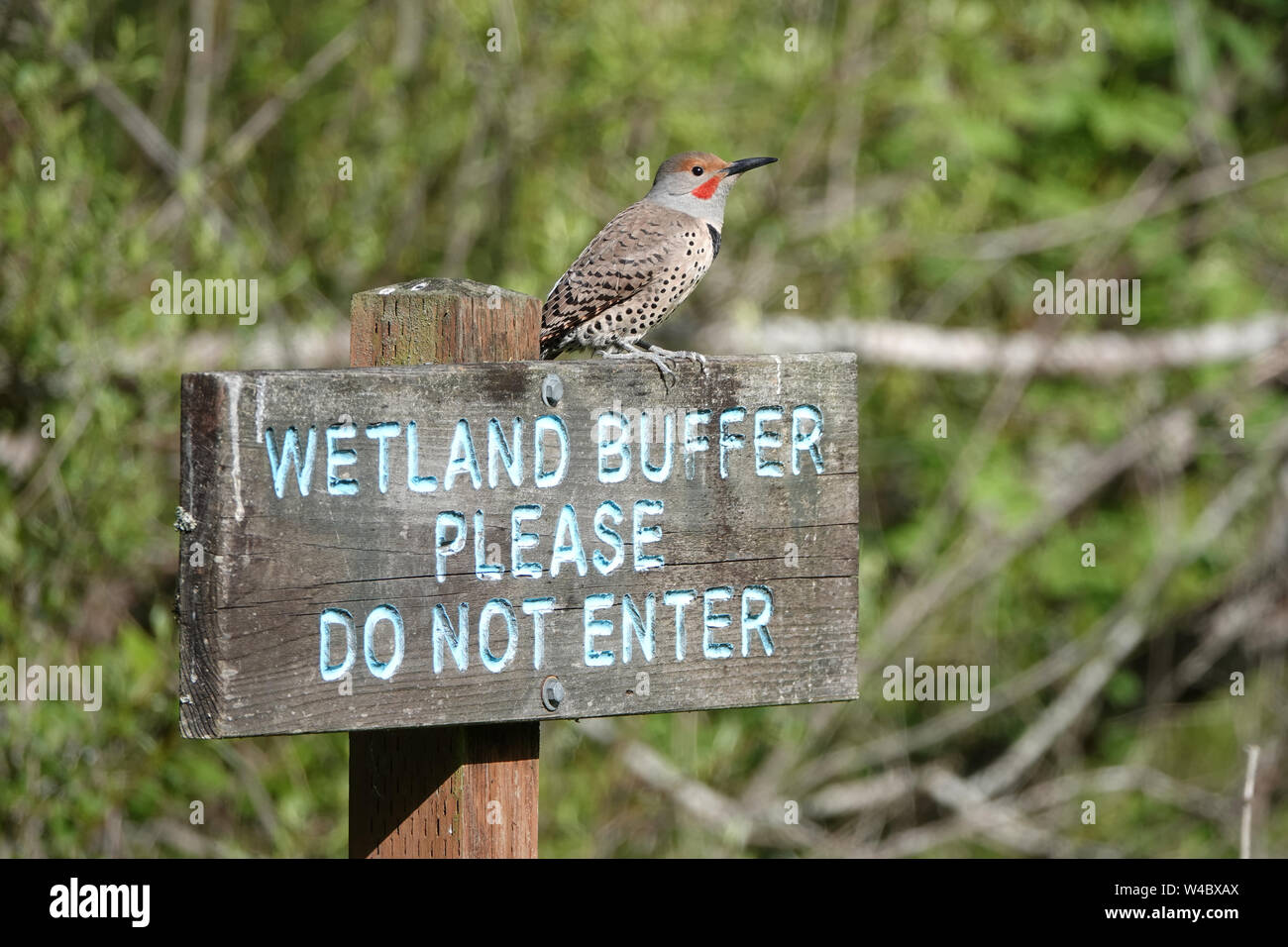 Male northern flicker or common flicker (Colaptes auratus) sitting on "Wetland bbuffer, please do not enter" sign Stock Photo
