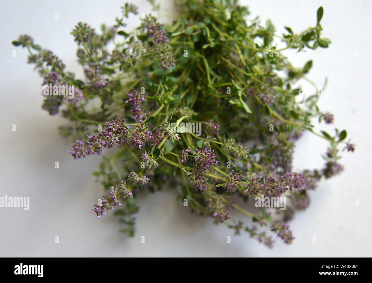 Thyme grass. Thymus vulgaris known as Common Thyme, Garden thyme