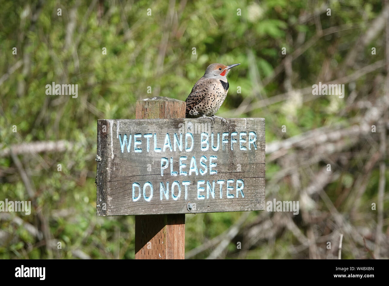 Northern flicker or common flicker (Colaptes auratus) sitting on 'Wetland buffer, please do not enter' sign in a park in Kirkland, WA, USA Stock Photo