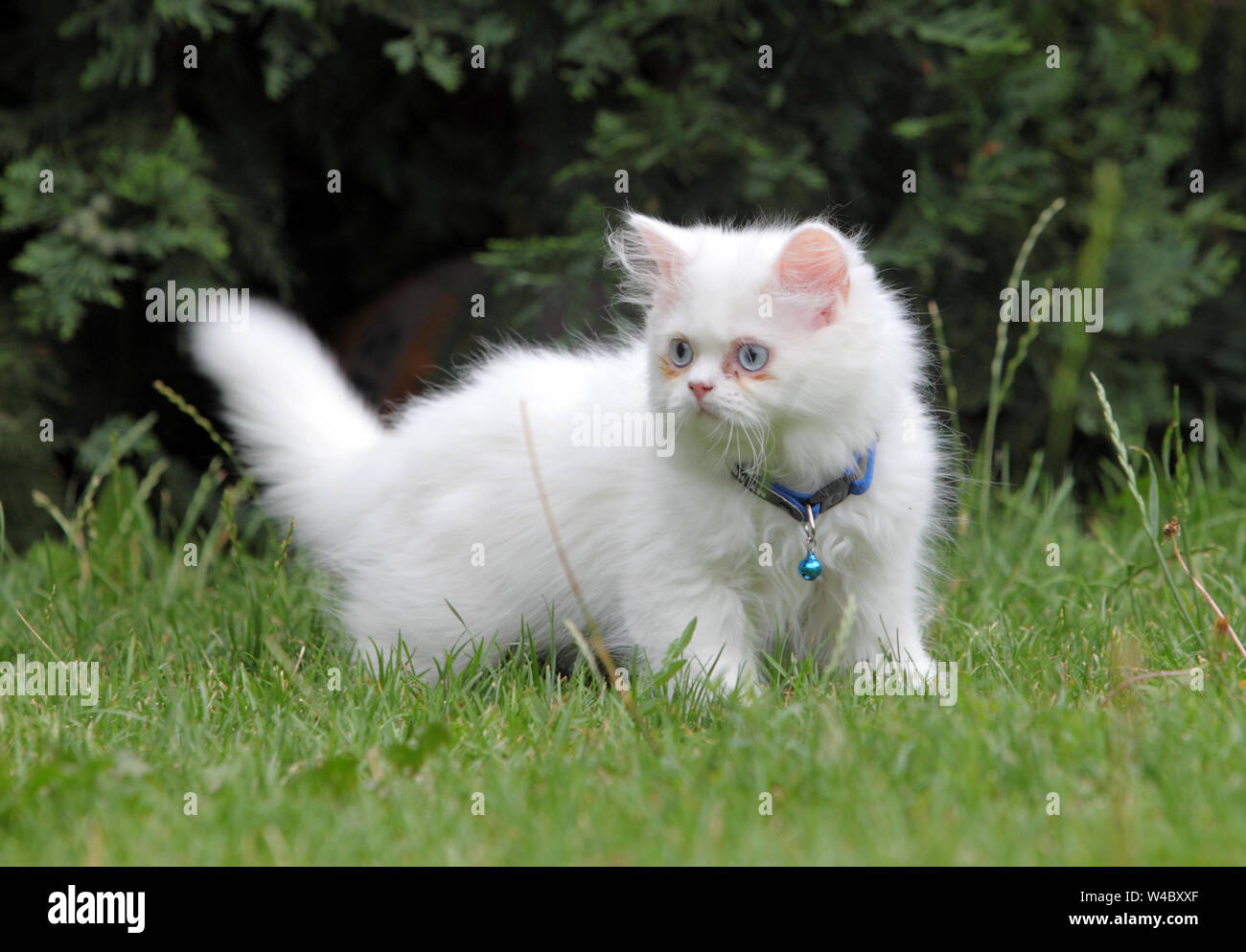 White persian cat in green grass Stock Photo