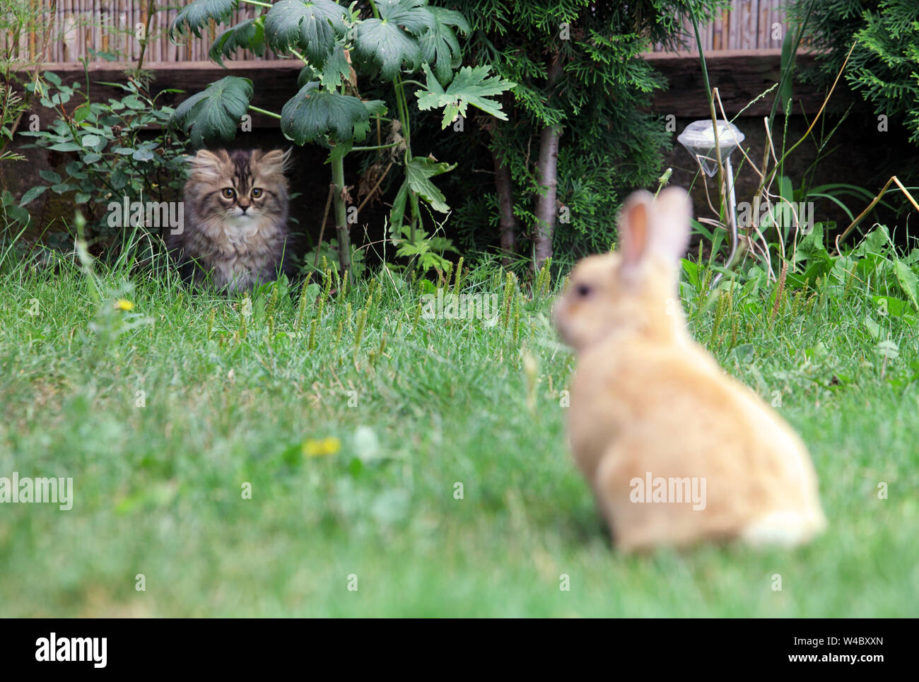 Cat and rabbit, Hunting Stock Photo Alamy