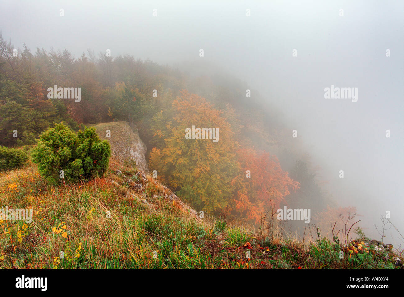 Autumn forest with mist, Fog Stock Photo