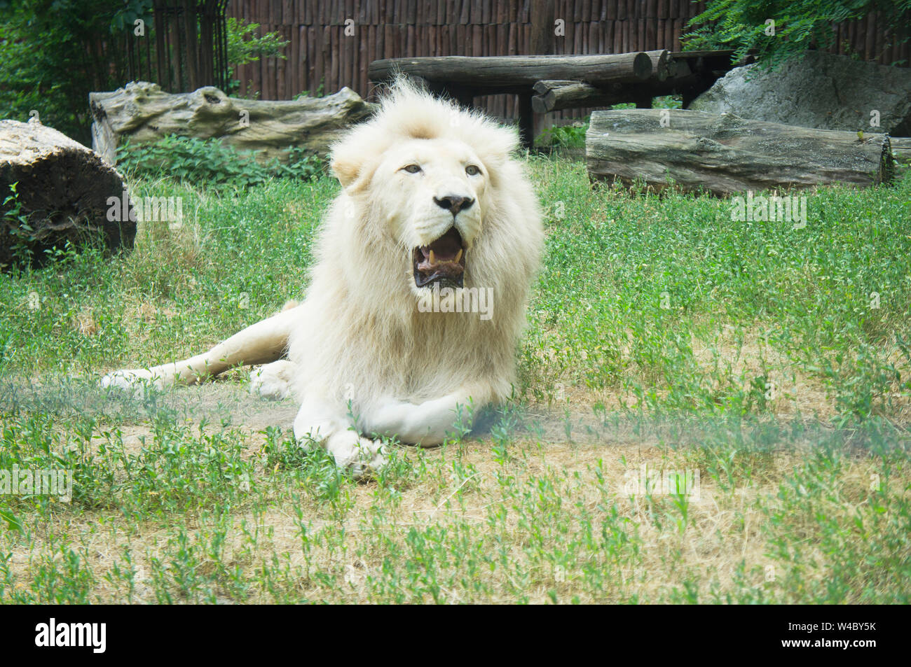 The white South African Lion male, Transvaal Lion, Panthera leo krugeri, in Bratislava zoo, Slovakia, July 5, 2019.   (CTK Photo/Libor Sojka) Stock Photo