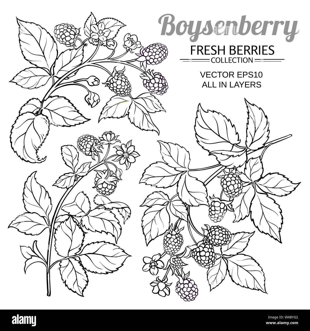 boysenberry vector set Stock Vector