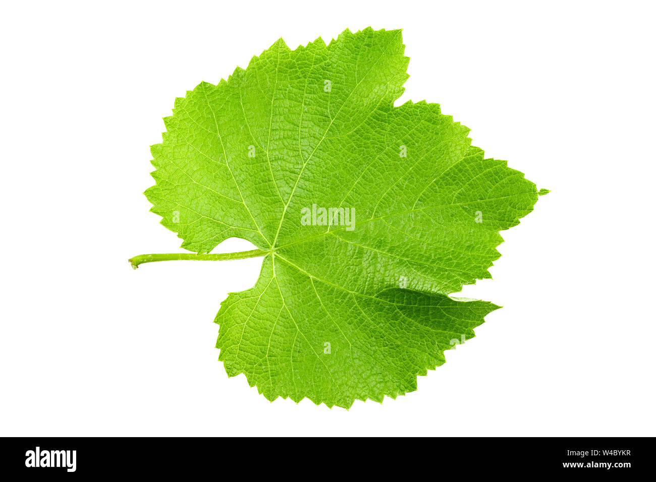 Fresh green leaf of grape isolated on white background. File contains ...