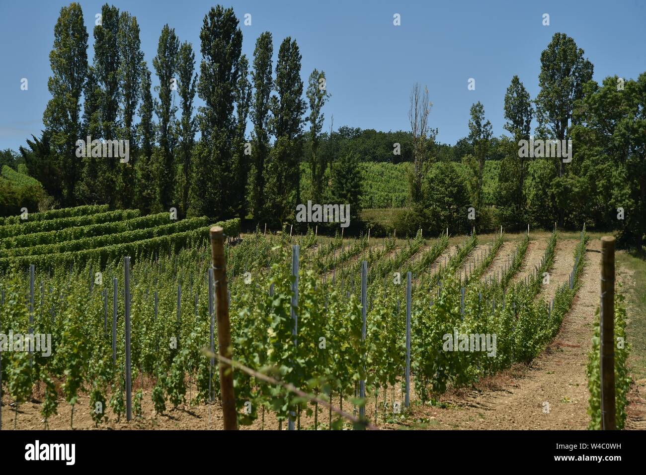 Vineyards, south of France, Bergerac Stock Photo
