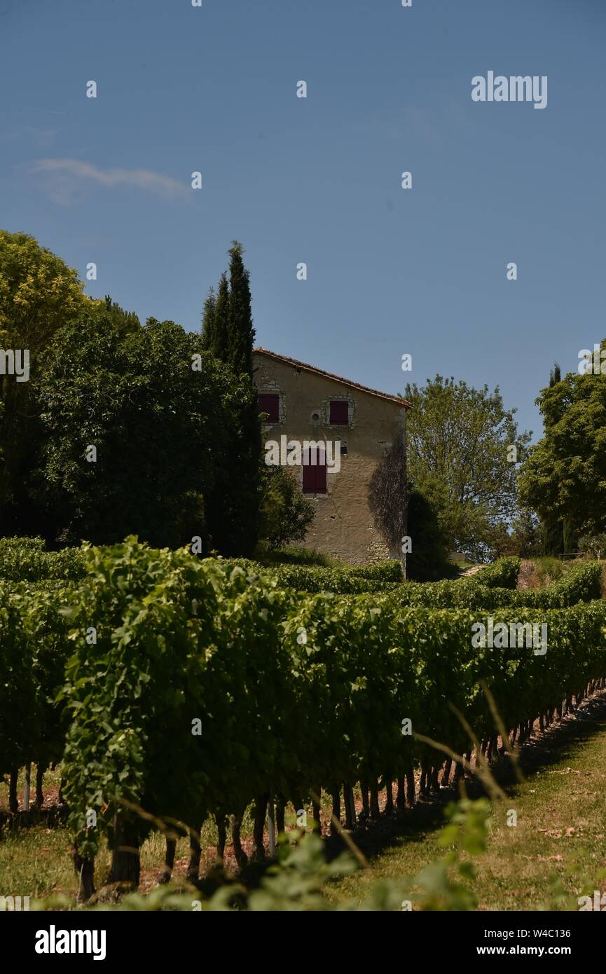 Vineyards, south of France, Bergerac Stock Photo