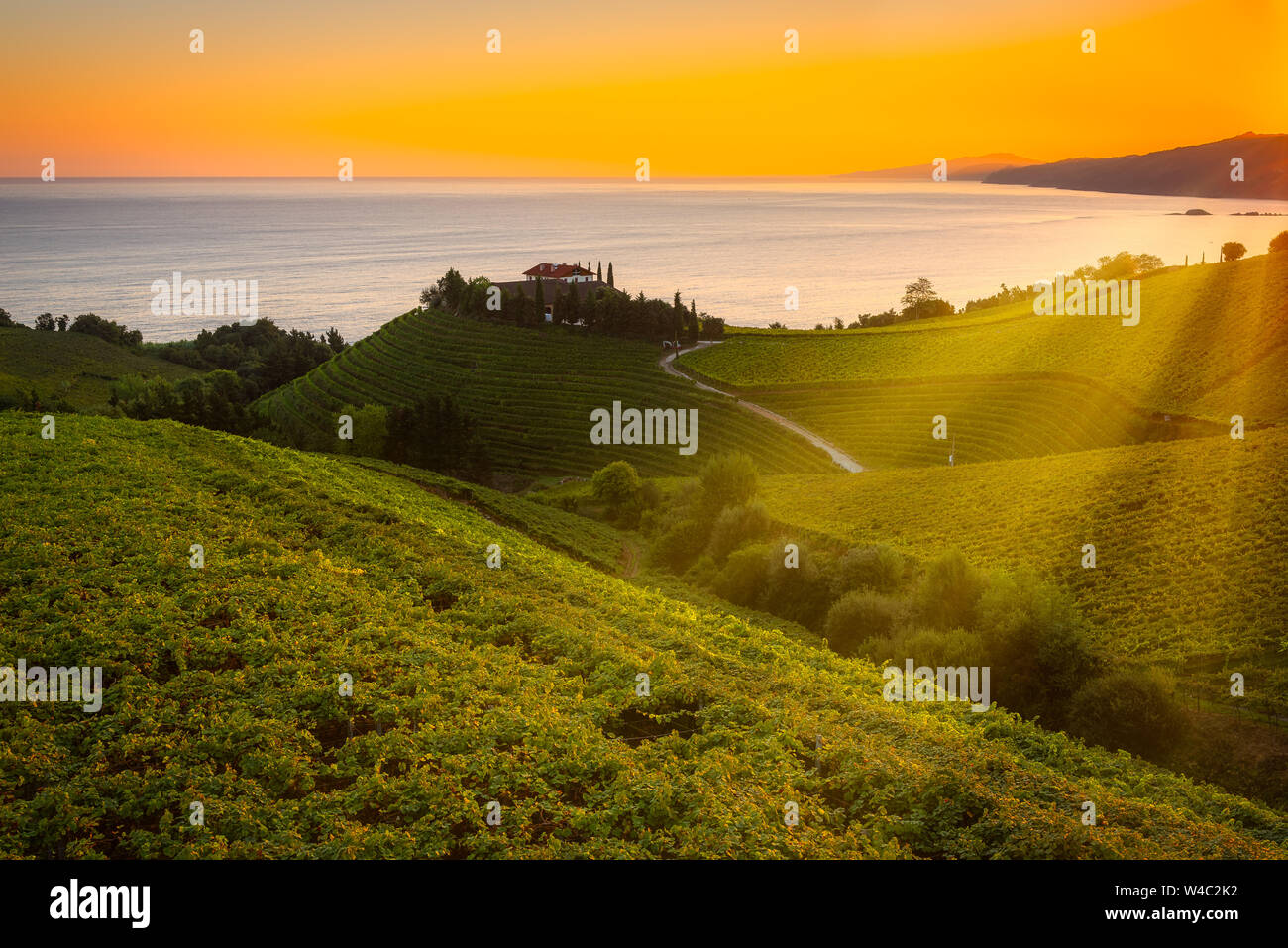Txakoli white wine vineyards at sunrise, Cantabrian sea in the background, Getaria, Spain Stock Photo