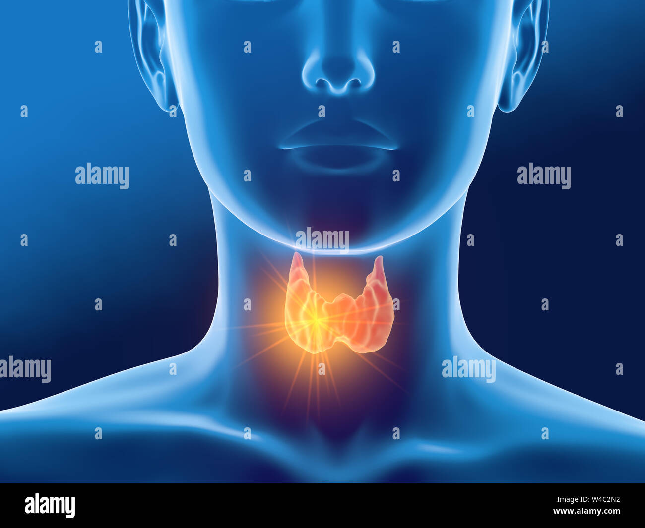 Thyroid gland of a woman, medically 3D illustration on blue background, front view Stock Photo