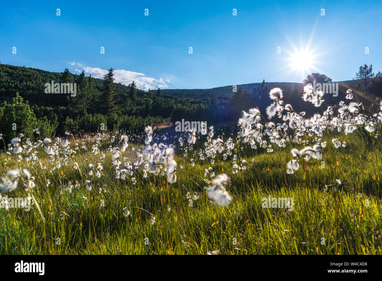 Gentle landscape during sunset in the mountain with blooming arctic cotton grass Stock Photo