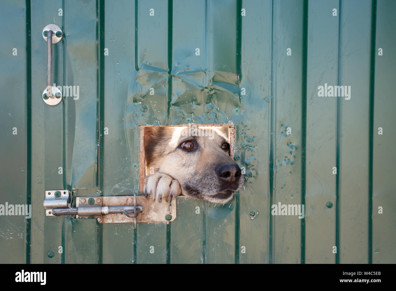Image of dog's face sticking out of window in fence Stock Photo Alamy