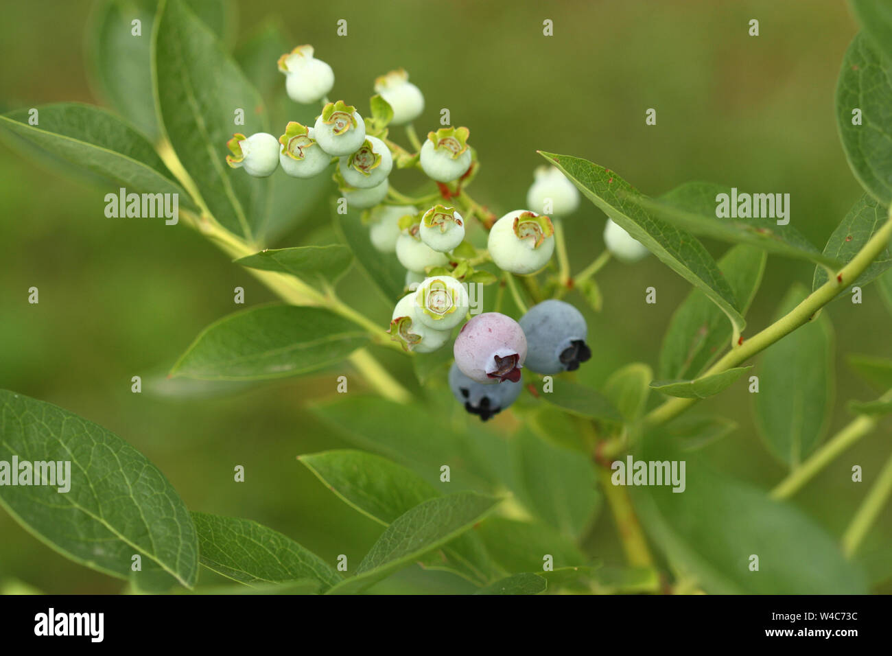 Highbush blueberry - plant in summer with fruits in various stages of ...
