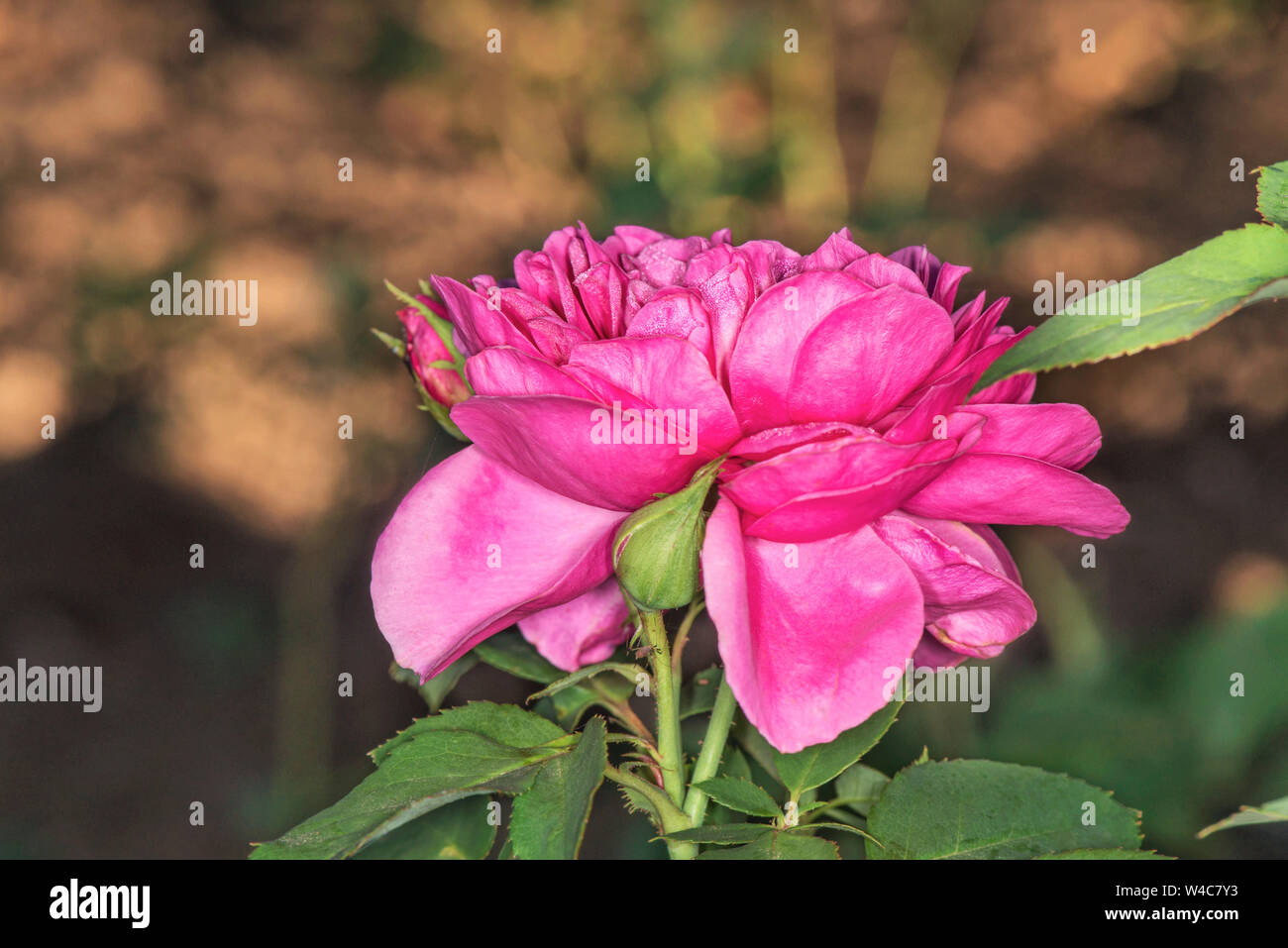 Beautiful pink rose in a garden Stock Photo - Alamy