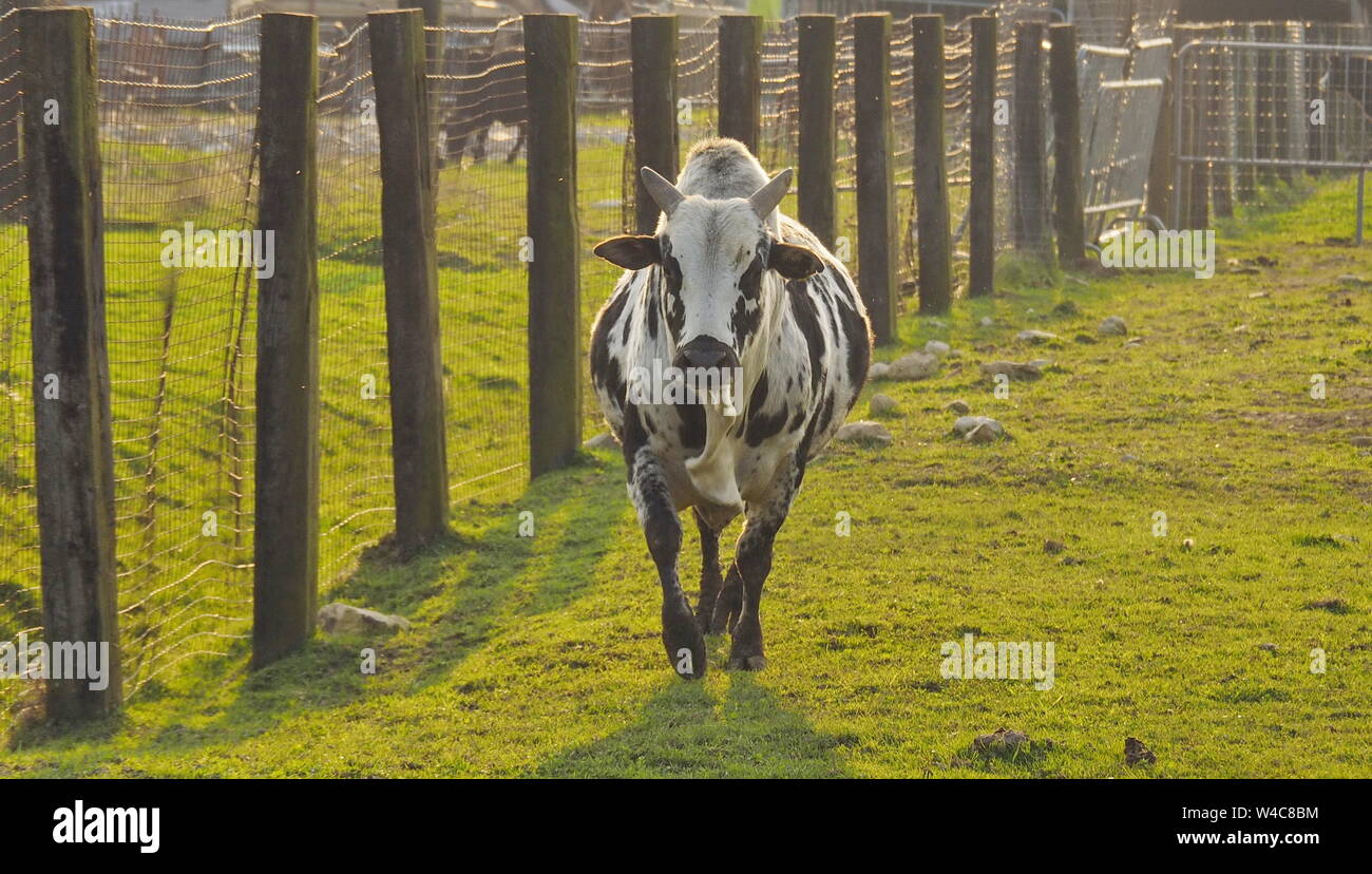 Bull with hum in the ranch Stock Photo - Alamy