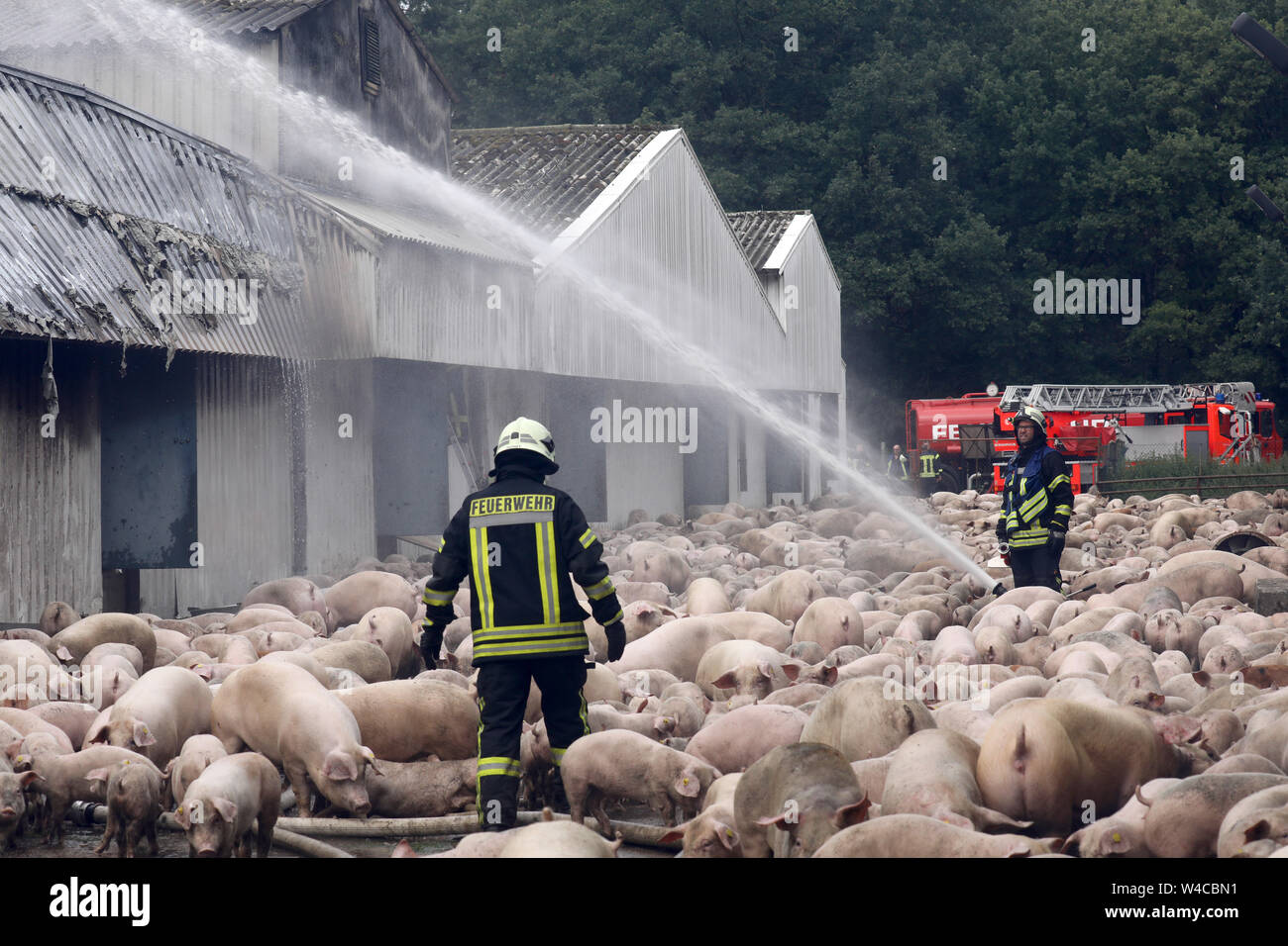 животноводческий комплекс пожар. пожар на животноводческой ферме. пожарные спасают поросят. новосибирская область чулымский район поселок михайловский. пожар в коровнике.