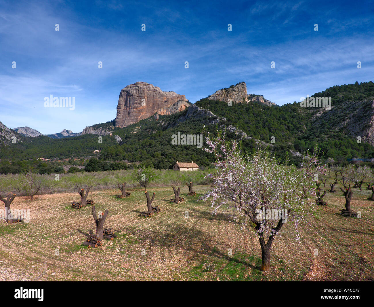 Views of the natural park dels ports with some flowering trees and spectacular rocks Stock Photo