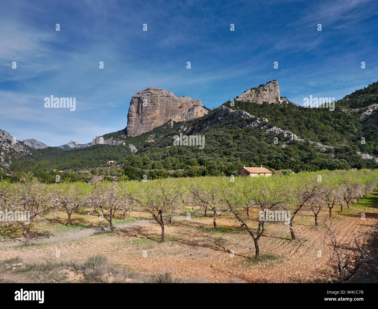 Views of the natural park dels ports with some flowering trees and spectacular rocks Stock Photo