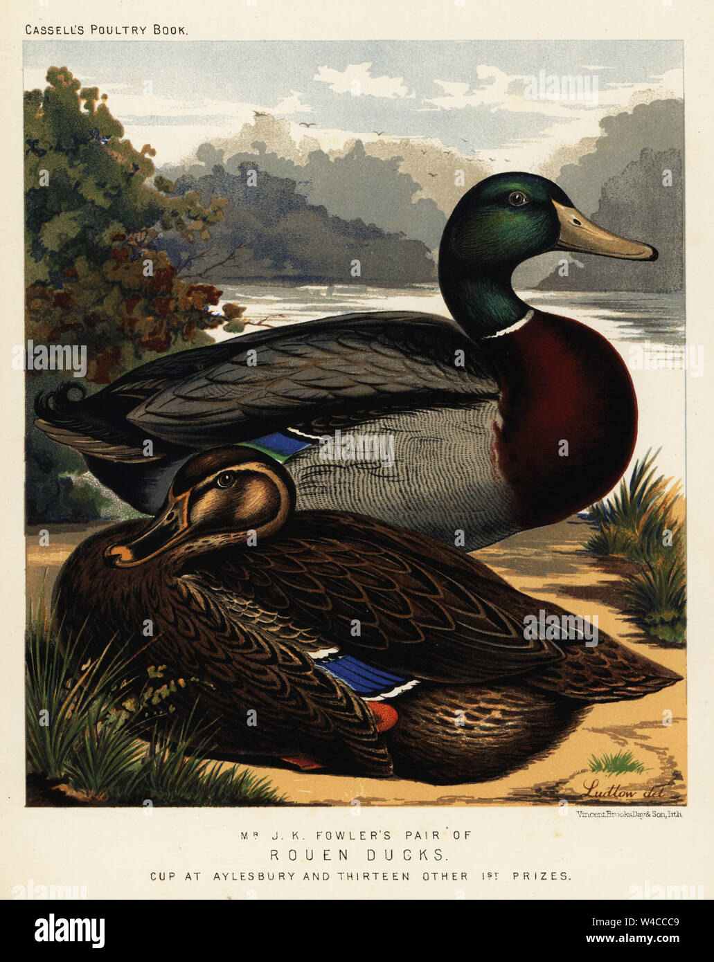 Rouen ducks, Anas platyrhynchos, cock and hen. Bred by J. K. Fowler and winner of cup at Aylesbury. Chromolithograph by Vincent Brooks Day & Son after an illustration by J.W. Ludlow from Lewis Wright’s The Illustrated Book of Poultry, Cassell, London, 1890. Stock Photo