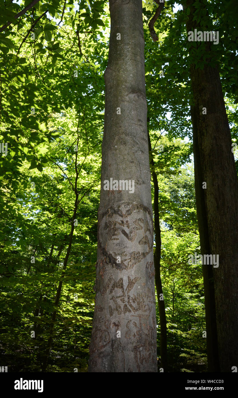 Love message carved into the bark of tall tree. Stock Photo
