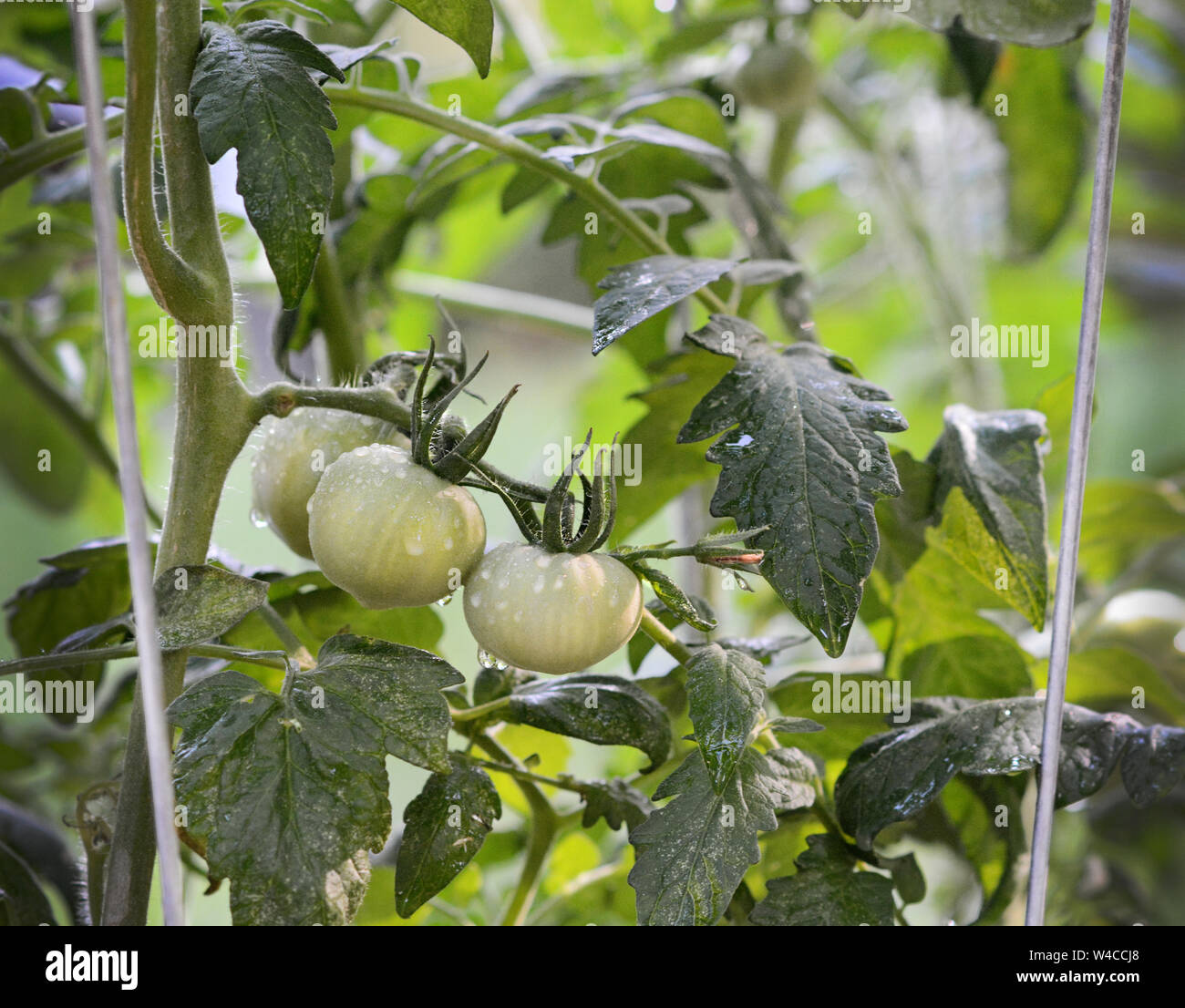 Closeup of green tomatoes growing on the vine. Garden. Healthy eating. Stock Photo