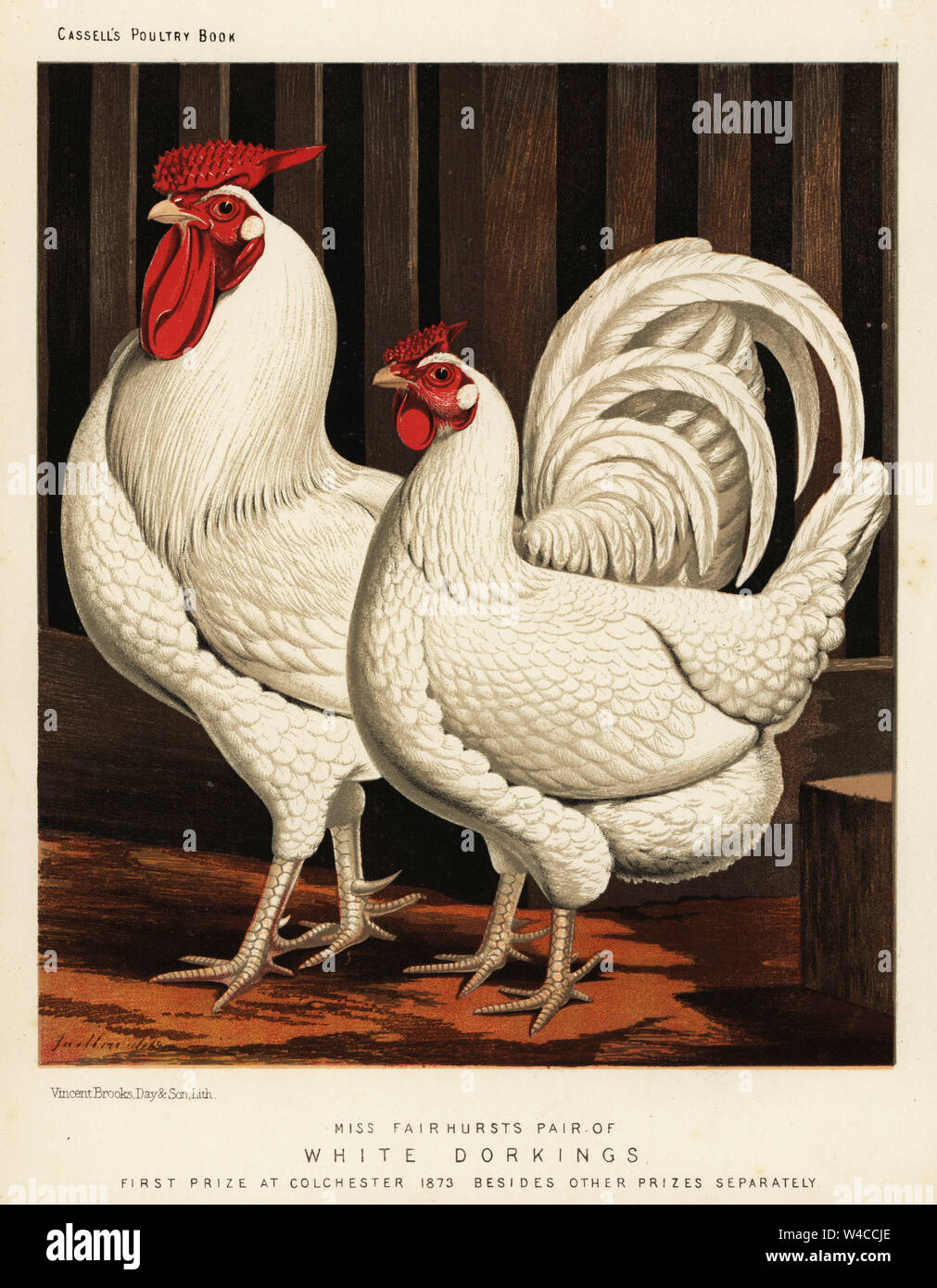 White Dorking fowl, cock and hen, Gallus gallus domesticus. Bred by