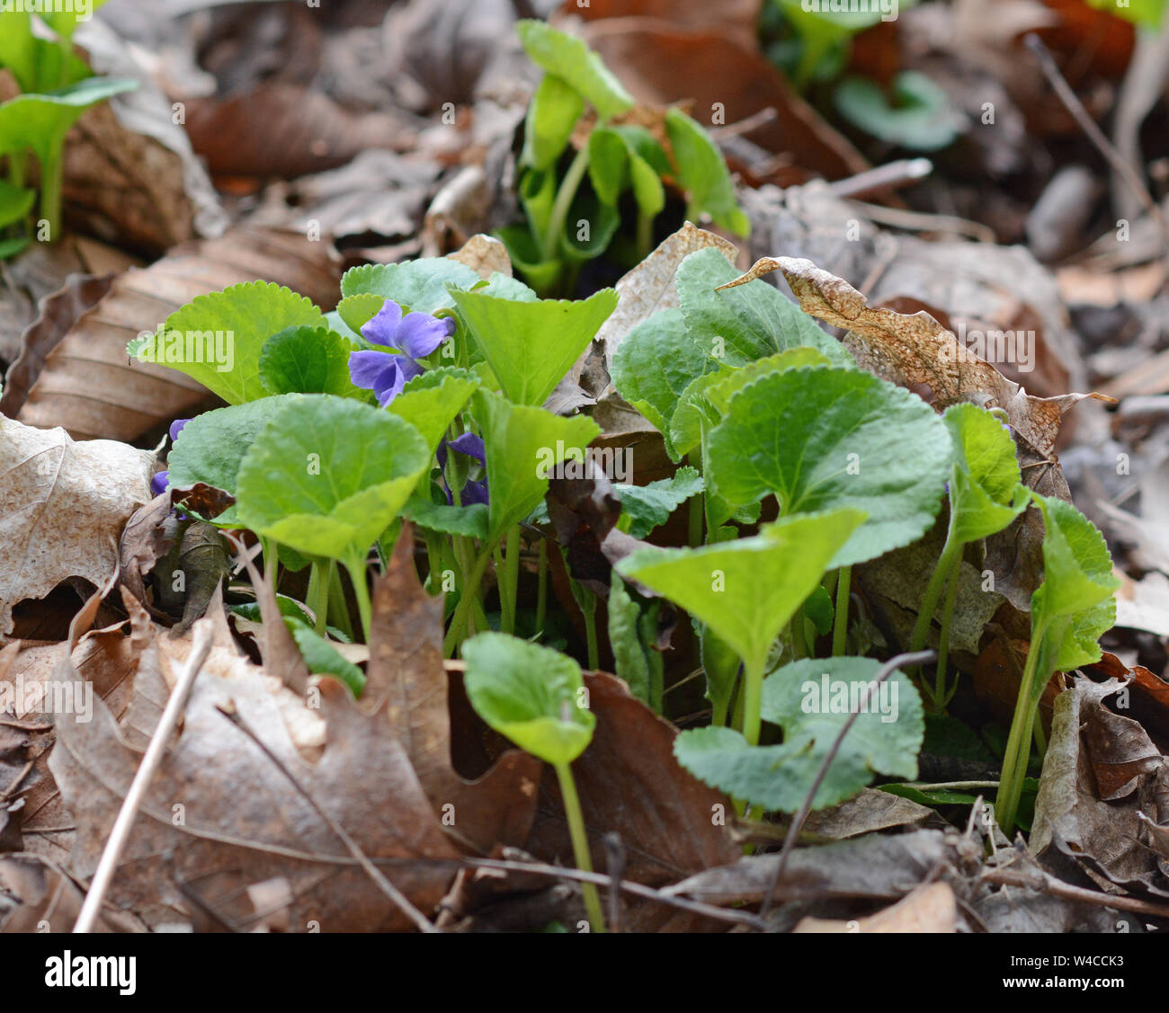 Closeup photo of wild violets in the woods growing up through fallen leaves in the spring. Fresh. Growing. Spring wildflower. Stock Photo