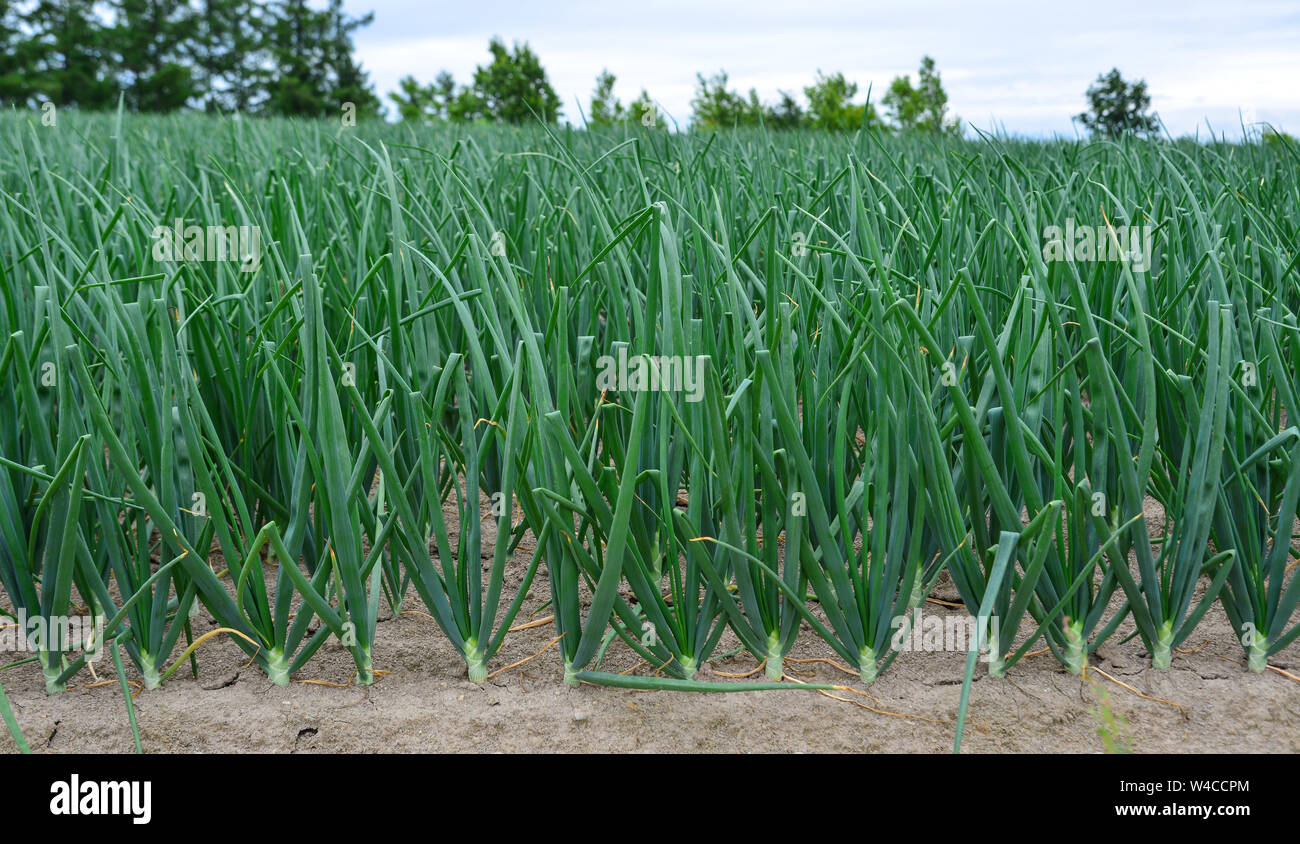 Green onion field at summer day in Furano Township, Hokkaido, Japan