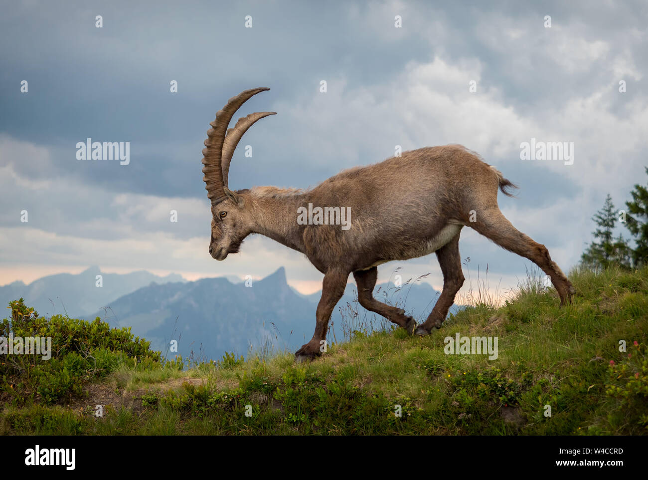 Walking Alpine Ibex at Niederhorn Stock Photo