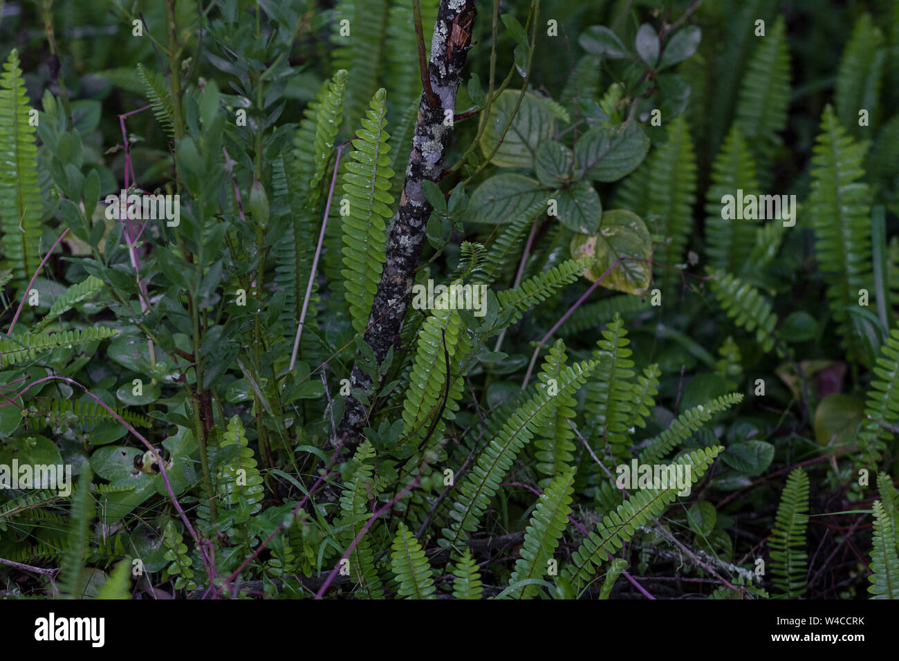 Cropped close up photo of forest floor vegetation Stock Photo
