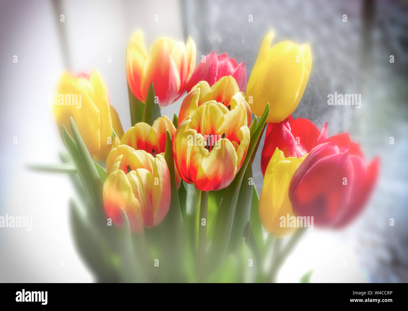 Tulips blooms hires stock photography and images Alamy