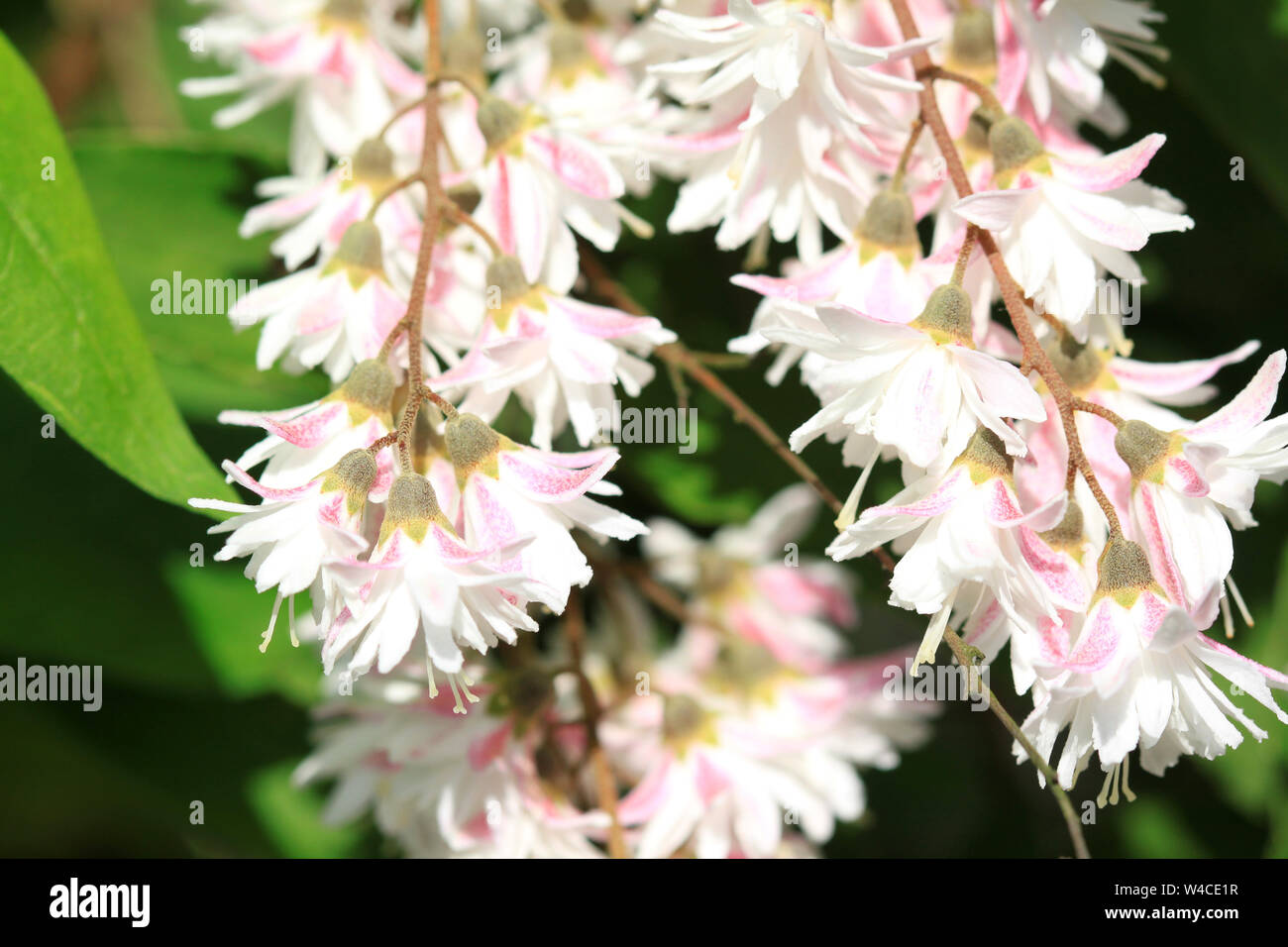 White flowers of Deutzia scabra shrub Stock Photo