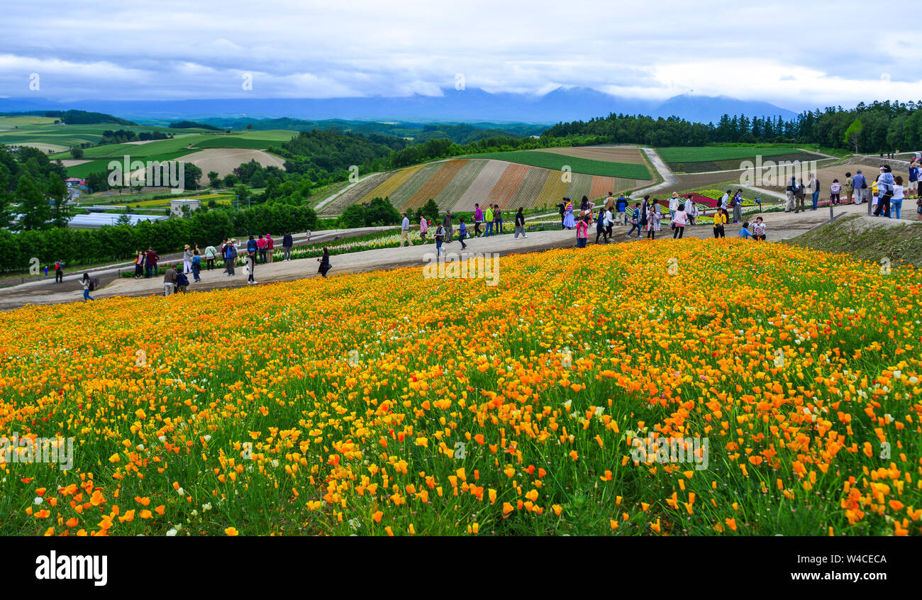 Biei, Japan - Jul 1, 2019. Colorful flower field in Shikisai-no-oka, a ...