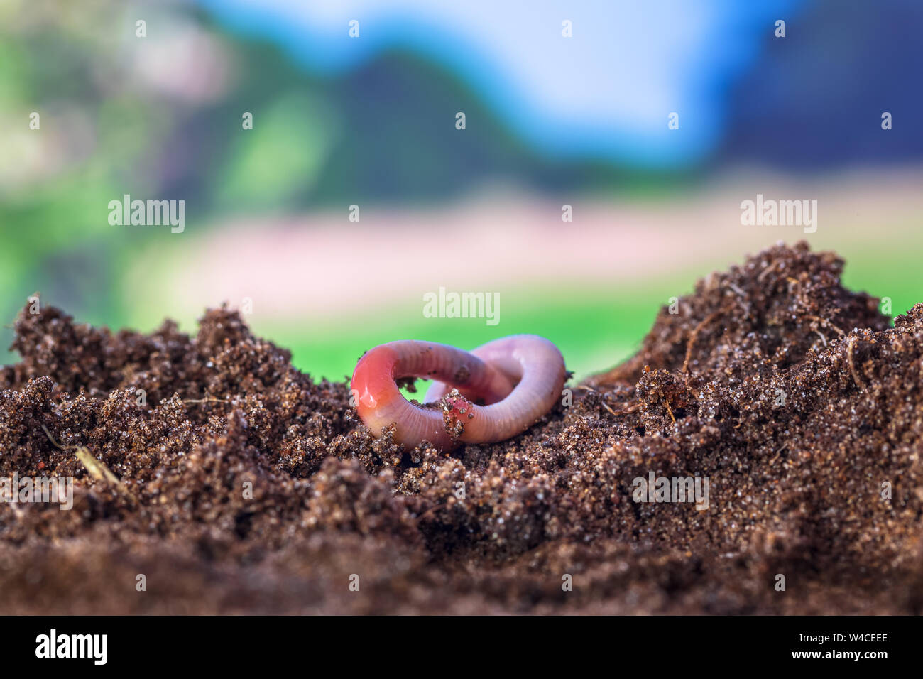 Earthworm digging in fertile topsoil Stock Photo