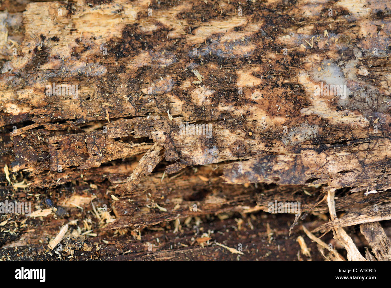 Timber Decay Examples Decay of wood Stock Photo - Alamy