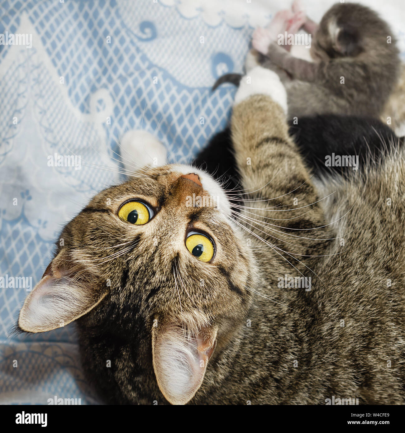 Gray cat lies with newborn kittens. Selective focus Stock Photo