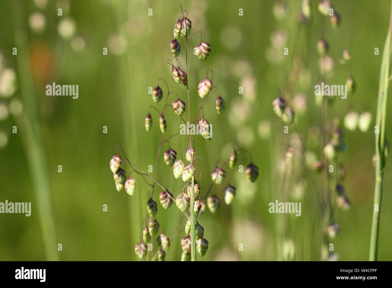 Briza media Quaking-grass - decorative grass background Stock Photo