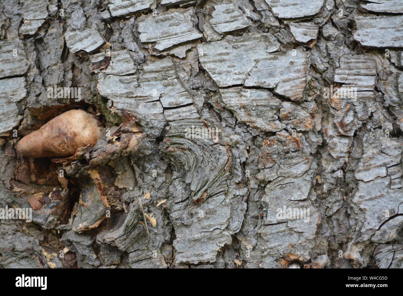 Close up of a large piece of wood timber bark showing random patterning and unusual protrusion re nature and growth Stock Photo
