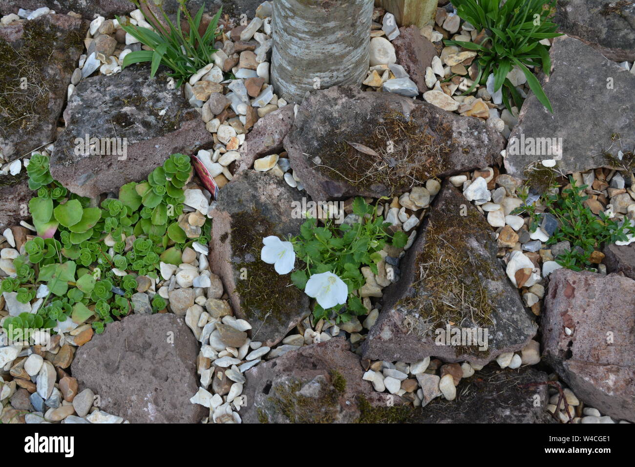 close up of small rockery with moss around a tree stem showing in the background with various green plants and flowers and infilled with small pebbles Stock Photo